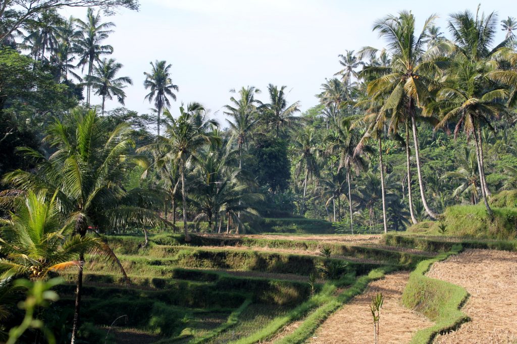 Dans le centre de l’île, les rizières offrent des points de vue assez canon