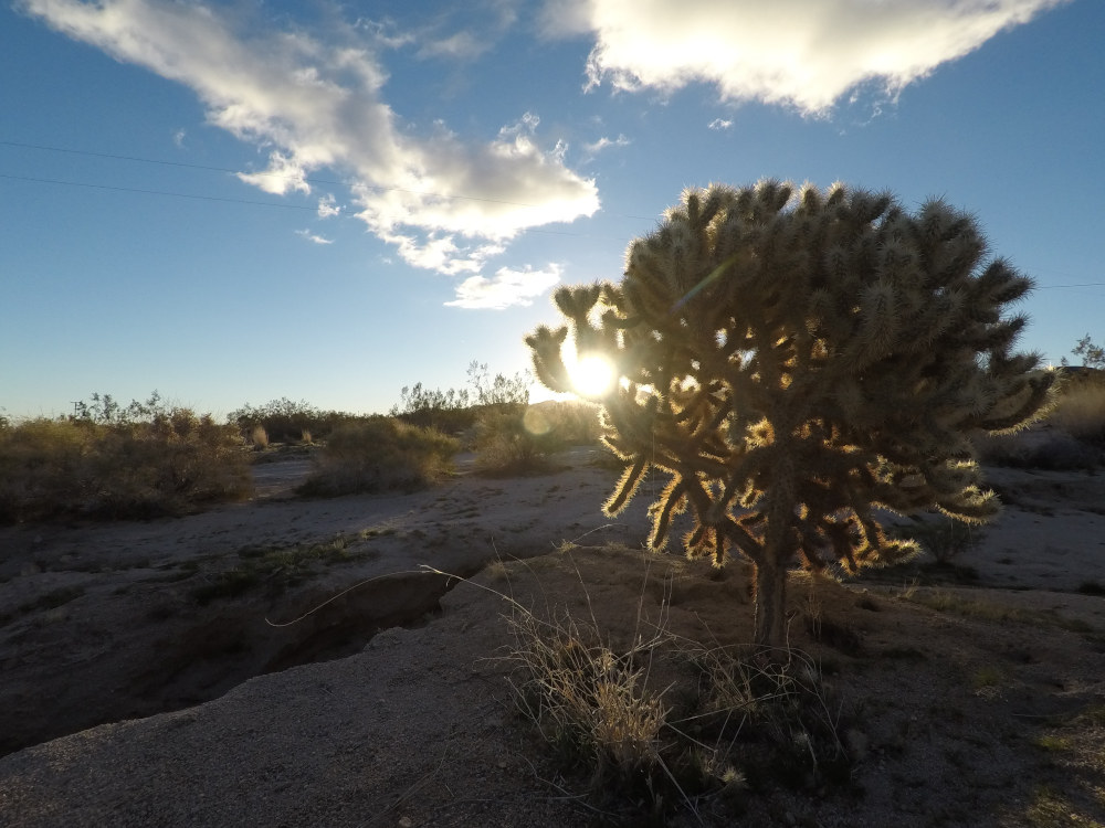 Joshua Tree