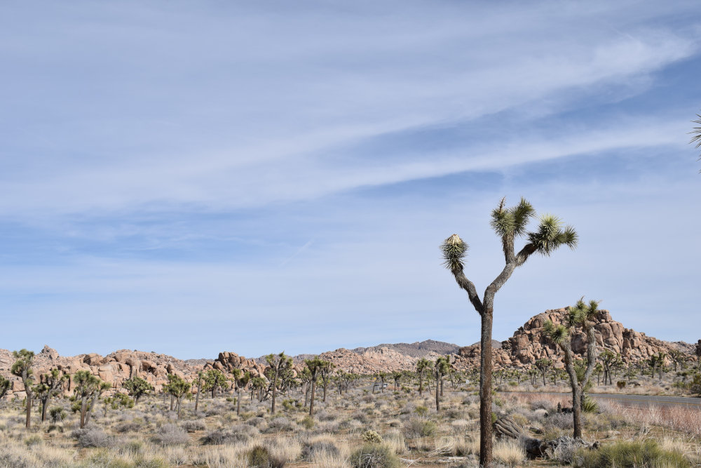 Joshua Tree