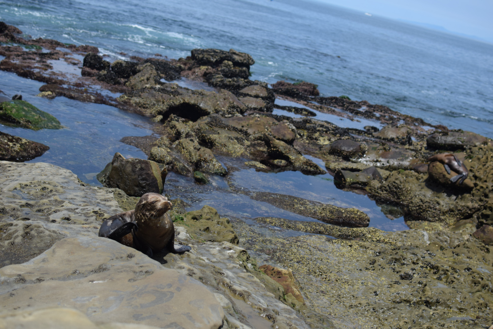 sea lions à la jolla 