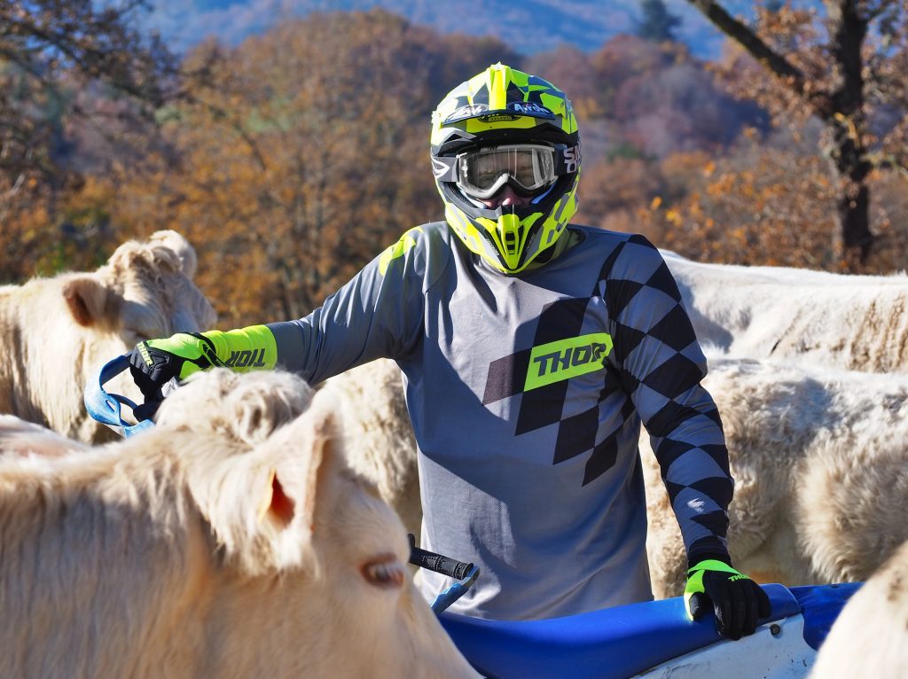 Enduro et vaches