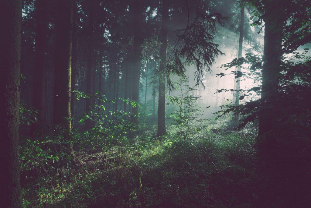 Lueur traversant la forêt