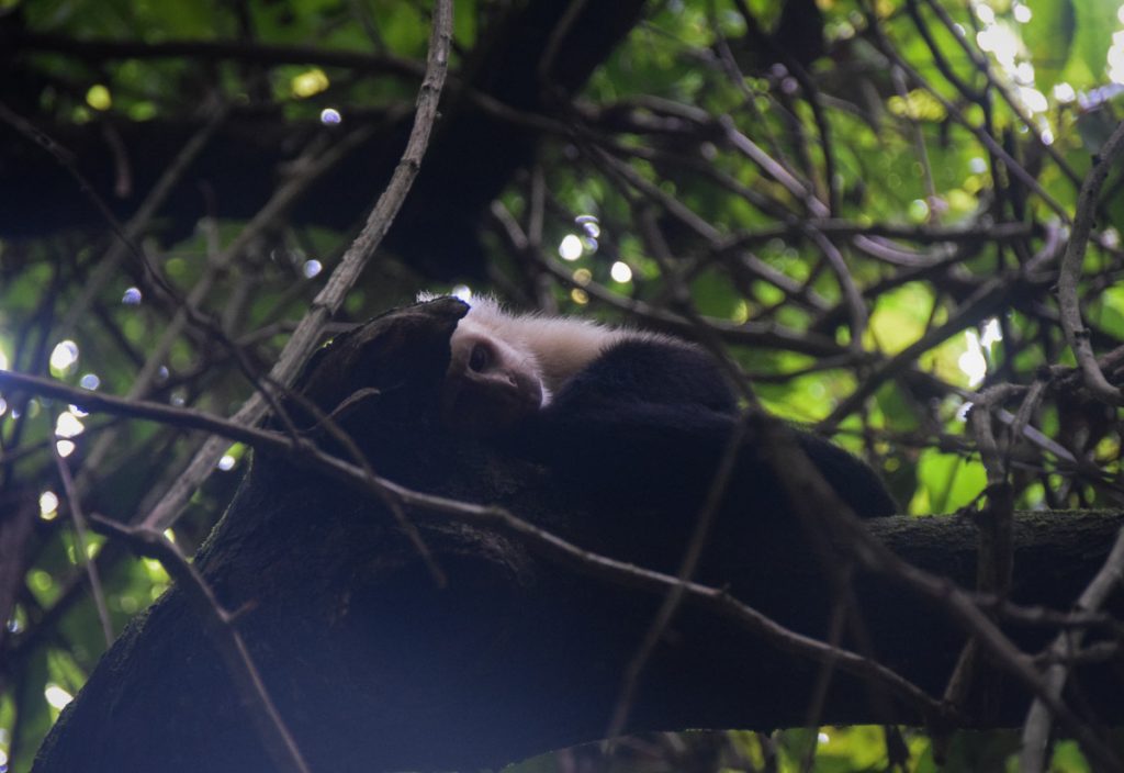 singes_omor_1