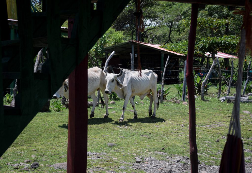 vaches_salvador_omor_1